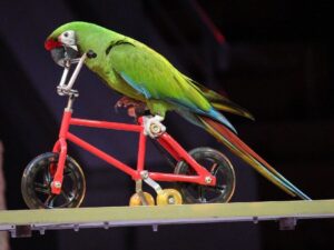 Попугай велосипедист